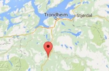 Det var under tur i Soknedal at forskerne fant arten elgbrems. (Foto: (Grafikk: google kart)) Det var under tur i Soknedal at forskerne fant arten elgbrems. (Foto: (Grafikk: google kart))