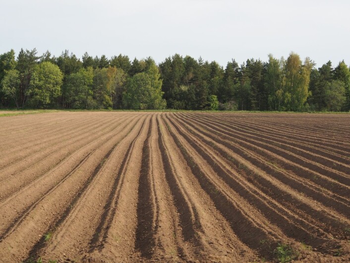 Tørkesvak sandjord, der en eventuell innblanding av biokull kan forventes å bedre avlingsnivået i tørre år. (Foto: Erik Joner) Tørkesvak sandjord, der en eventuell innblanding av biokull kan forventes å bedre avlingsnivået i tørre år. (Foto: Erik Joner)