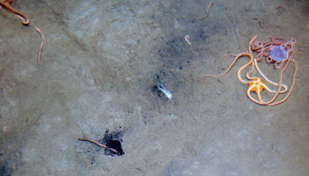 Slangestjerner (<em>Amphiura sp</em>) på overflaten av forurenset sediment fra Frierfjorden. Slangestjernene graver seg ned i sedimentet slik at disken ligger 1 til 2 centimeter under sedimentoverflaten mens armene brukes til å fange næringsrike partikler på sedimentoverflaten. Slangestjernene kan opptre i tette kolonier og armene som stikker opp av bunnen slik som vist litt under midten av bildet, er populær mat for blant annet torsk. Dette er et eksempel på hvordan miljøgifter kan overføres fra forurensede sedimenter til fisk. Nå håper forskere at aktivt kull kan binde til seg forurensingen slik at den ikke tas opp i slangestjerner og andre dyr som lever i og på sedimentene. (Foto: Niva) Slangestjerner (<em>Amphiura sp</em>) på overflaten av forurenset sediment fra Frierfjorden. Slangestjernene graver seg ned i sedimentet slik at disken ligger 1 til 2 centimeter under sedimentoverflaten mens armene brukes til å fange næringsrike partikler på sedimentoverflaten. Slangestjernene kan opptre i tette kolonier og armene som stikker opp av bunnen slik som vist litt under midten av bildet, er populær mat for blant annet torsk. Dette er et eksempel på hvordan miljøgifter kan overføres fra forurensede sedimenter til fisk. Nå håper forskere at aktivt kull kan binde til seg forurensingen slik at den ikke tas opp i slangestjerner og andre dyr som lever i og på sedimentene. (Foto: Niva)