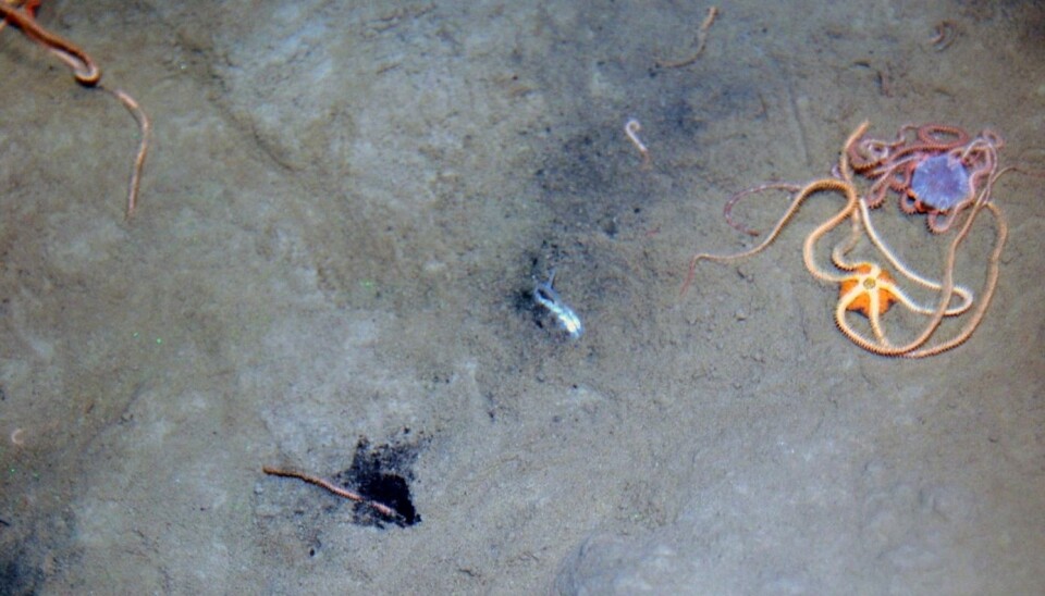 Slangestjerner (Amphiura sp) på overflaten av forurenset sediment fra Frierfjorden. Slangestjernene graver seg ned i sedimentet slik at disken ligger 1 til 2 centimeter under sedimentoverflaten mens armene brukes til å fange næringsrike partikler på sedimentoverflaten. Slangestjernene kan opptre i tette kolonier og armene som stikker opp av bunnen slik som vist litt under midten av bildet, er populær mat for blant annet torsk. Dette er et eksempel på hvordan miljøgifter kan overføres fra forurensede sedimenter til fisk. Nå håper forskere at aktivt kull kan binde til seg forurensingen slik at den ikke tas opp i slangestjerner og andre dyr som lever i og på sedimentene. (Foto: Niva)