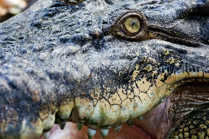Noen arter er robuste og tåler mange ulike typer miljøer. - Krokodillen er et mulig eksempel på en slik art. Den har nesten ikke endret seg på mange millioner år. Den har kanskje ikke hatt behov for det, sier Kjetil Lysne Voje.&#13;
 (Foto: Colourbox)