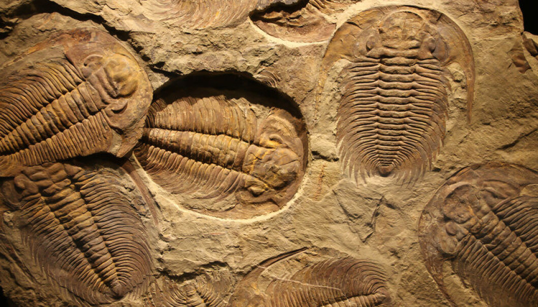 Trilobittene levde i havet i over 270 millioner år. (Illustrasjonsfoto: Microstock) Trilobittene levde i havet i over 270 millioner år. (Illustrasjonsfoto: Microstock)