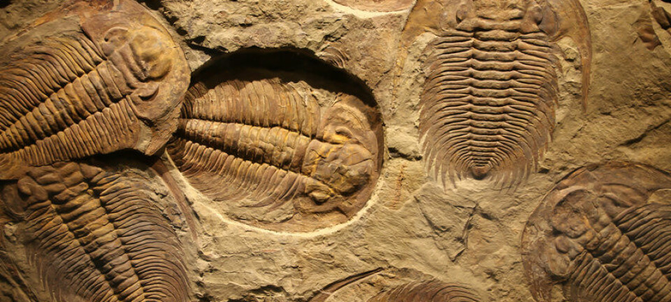 Trilobittene levde i havet i over 270 millioner år. (Illustrasjonsfoto: Microstock)