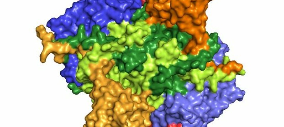 Slik ser det ut, proteinkomplekset forskerne nå har kartlagt. Proteinet gjør bakterier i stand til å utføre nesten unaturlig kjemi. (Illustrasjon: Ditlev Egeskov Brodersen)