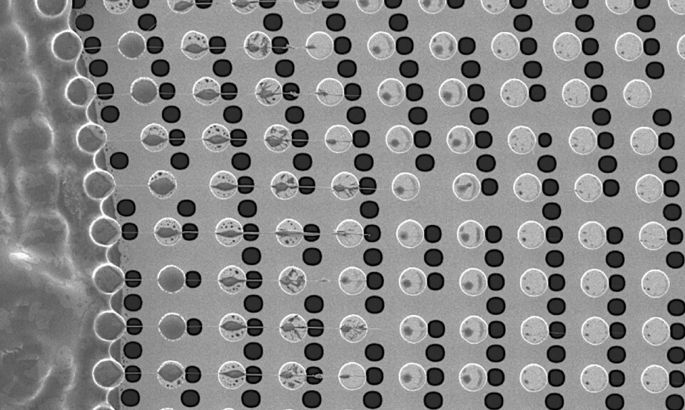 Bildet viser hvordan trådene med DNA er festet til et underlag for å avbildes med elektronmikroskop. De svarte hullene er åpnninger i underlaget der elektronstrålen kan slippe inn og gjennomlyse den tynne DNA-tråden, som er grå i bildet. De hvite sirklene er silisiumsøyler der DNA-trådene er festet. De grå skyggene inne i de hvite sirklene er selve festet. (Foto: (Elektronmikroskopi: M. Marini, et al. The structure of DNA by direct imaging. Science Advances 1, e1500734 (2015)))