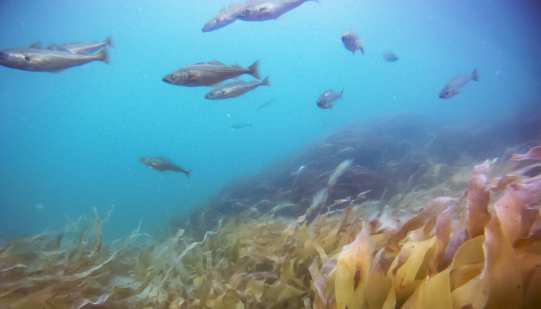To år etter kalkingen bugner det av liv i tareskogen i Porsangerfjorden. Yngel av sei og torsk har fått skjulested og oppvekstplass. (Foto: Frithjof Moy, Havforskningsinstituttet, NTB scanpix) To år etter kalkingen bugner det av liv i tareskogen i Porsangerfjorden. Yngel av sei og torsk har fått skjulested og oppvekstplass. (Foto: Frithjof Moy, Havforskningsinstituttet, NTB scanpix)