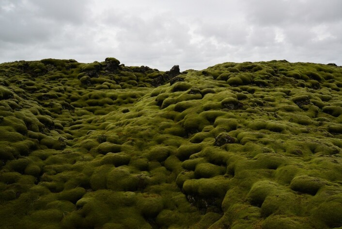 Gråmosehei på Island Foto: Anders Bryn Gråmosehei på Island Foto: Anders Bryn