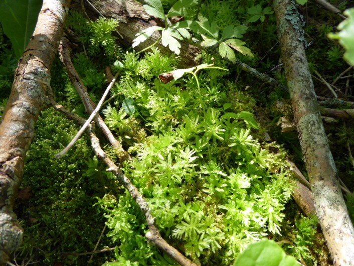 Krusfagermose - en indikator for kildepåvirket skog Foto: Heidrun A. Ullerud Krusfagermose - en indikator for kildepåvirket skog Foto: Heidrun A. Ullerud