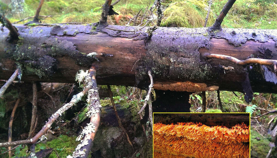 Storporet flammekjuke (<em>Pycnoporellus alboluteus</em>). (Foto: Erlend Rolstad) Storporet flammekjuke (<em>Pycnoporellus alboluteus</em>). (Foto: Erlend Rolstad)