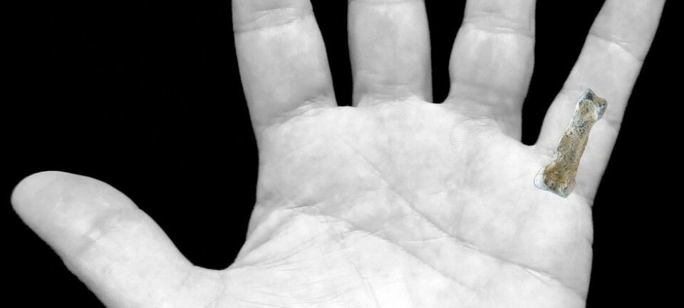 Denne biten av en menneskelignende lillefinger kan ha tilhørt en av våre forfedre. (Foto: Jason Heaton)