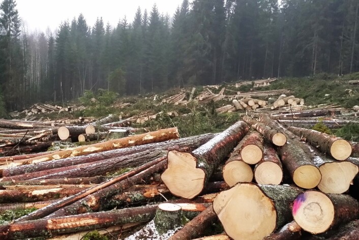 Skogbruk vil alltid være en negativ påvirkningsfaktor for vedlevende sopper fordi trærne hogges og tas ut av skogen før de dør av naturlige årsaker. Årlig hogges det 4–5 ganger mer kubikkmeter tømmer enn det som dør og blir liggende igjen i skogen. Likevel har vi i dag vesentlig mer død ved i skogen enn for 100 år siden. (Foto: Nibio) Skogbruk vil alltid være en negativ påvirkningsfaktor for vedlevende sopper fordi trærne hogges og tas ut av skogen før de dør av naturlige årsaker. Årlig hogges det 4–5 ganger mer kubikkmeter tømmer enn det som dør og blir liggende igjen i skogen. Likevel har vi i dag vesentlig mer død ved i skogen enn for 100 år siden. (Foto: Nibio)