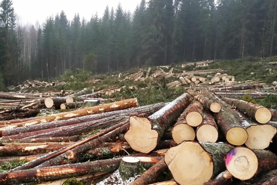 Skogbruk vil alltid være en negativ påvirkningsfaktor for vedlevende sopper fordi trærne hogges og tas ut av skogen før de dør av naturlige årsaker. Årlig hogges det 4–5 ganger mer kubikkmeter tømmer enn det som dør og blir liggende igjen i skogen. Likevel har vi i dag vesentlig mer død ved i skogen enn for 100 år siden. (Foto: Nibio)