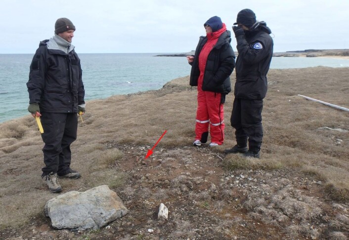 Tora, Snorre og Arild står i en tuft som vi enda ikke hadde klart å tolke opprinnelsen av. Funnsted for ikon er markert med rød pil. (Foto: Dag Nævestad/Sysselmannen på Svalbard.) Tora, Snorre og Arild står i en tuft som vi enda ikke hadde klart å tolke opprinnelsen av. Funnsted for ikon er markert med rød pil. (Foto: Dag Nævestad/Sysselmannen på Svalbard.)