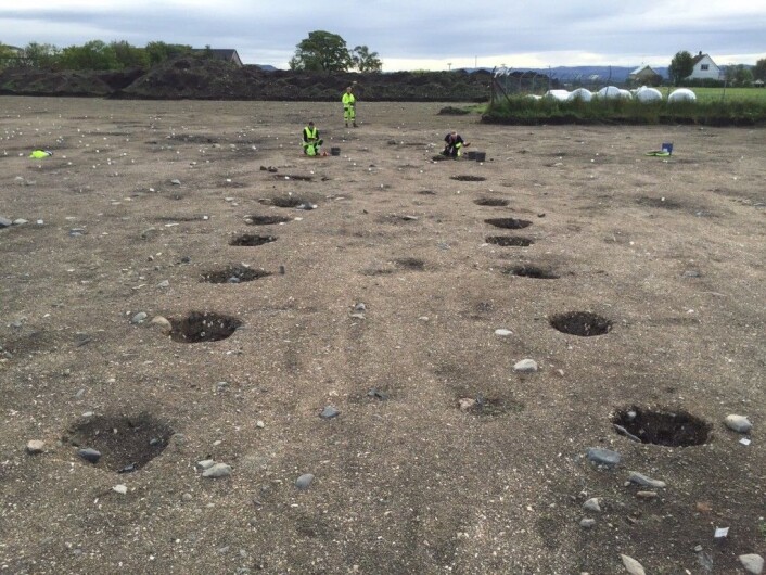 Undersøkelse av anghus nr. 2 på gårdtunet. Denne bygningen måler over 30m. (Foto: Aina Heen-Pettersen, NTNU Vitenskapsmuseet) Undersøkelse av anghus nr. 2 på gårdtunet. Denne bygningen måler over 30m. (Foto: Aina Heen-Pettersen, NTNU Vitenskapsmuseet)