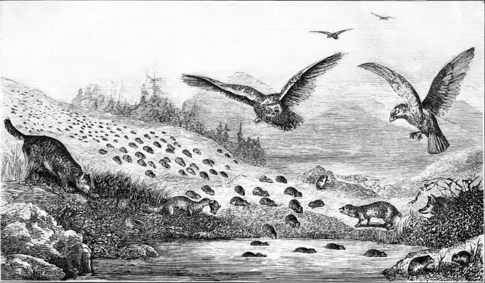 Vi mennesker har alltid fantasert om naturfenomener som store lemenflokker. Hva er det egentlig som skjer? (Foto: (Illustrasjon fra en artikkel i magasinet Popular Science Monthly i 1877) ) Vi mennesker har alltid fantasert om naturfenomener som store lemenflokker. Hva er det egentlig som skjer? (Foto: (Illustrasjon fra en artikkel i magasinet Popular Science Monthly i 1877) )