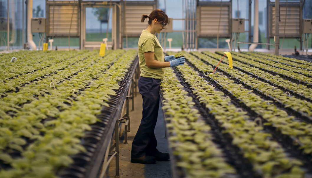 Dyrking av tobakk som skal testes ut som medisin, her fra Medicago greenhouse i Quebec City i Canada. (Foto: Mathieu Belange, Reuters/NTB scanpix) Dyrking av tobakk som skal testes ut som medisin, her fra Medicago greenhouse i Quebec City i Canada. (Foto: Mathieu Belange, Reuters/NTB scanpix)