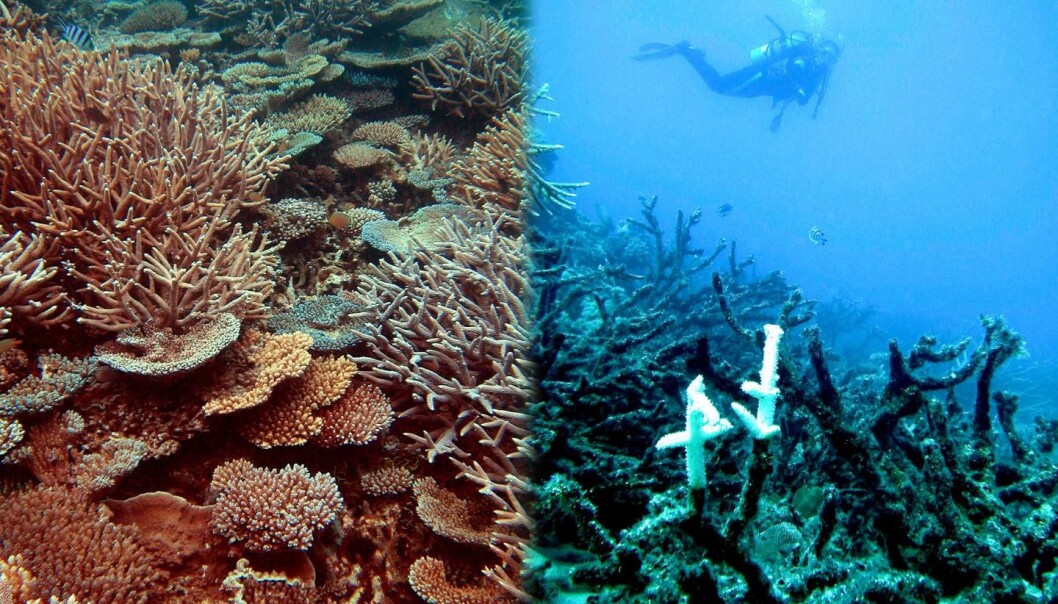 Biletet til venstre viser eit sunt korallrev ved Heron Island, mens den høgre sida viser eit øydelagt rev utanfor Townsville. Begge korallreva utgjer ein del av The Great Barrier Reef. (Foto: Ove Hoegh-Guldberg, Global Change Institute at the University of Queensland) Biletet til venstre viser eit sunt korallrev ved Heron Island, mens den høgre sida viser eit øydelagt rev utanfor Townsville. Begge korallreva utgjer ein del av The Great Barrier Reef. (Foto: Ove Hoegh-Guldberg, Global Change Institute at the University of Queensland)