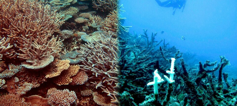 Biletet til venstre viser eit sunt korallrev ved Heron Island, mens den høgre sida viser eit øydelagt rev utanfor Townsville. Begge korallreva utgjer ein del av The Great Barrier Reef. (Foto: Ove Hoegh-Guldberg, Global Change Institute at the University of Queensland)
