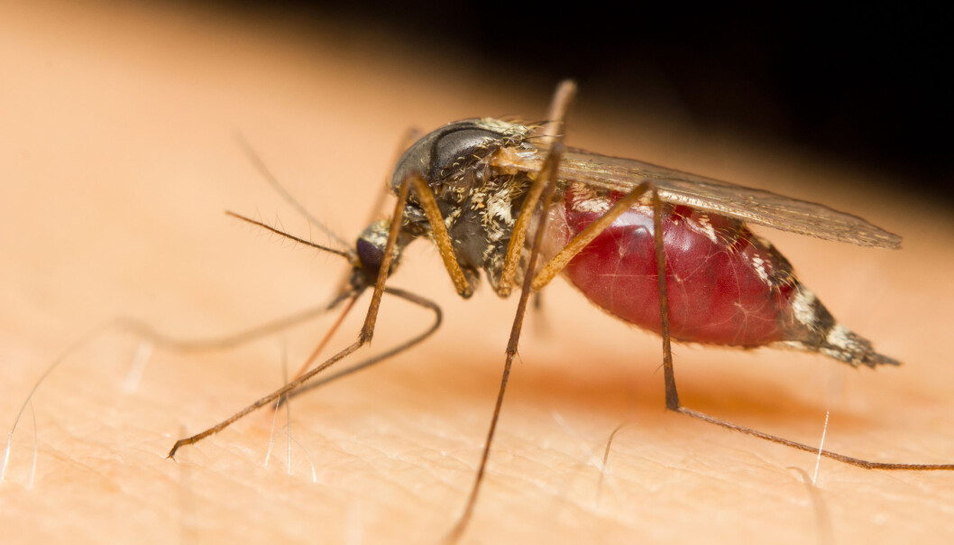 Det ser ut til at myggen foretrekker å suge blod fra noen mennesker i stedet for andre. Svaret på det mysteriet skal finnes i de duftene som hver av oss skiller ut. (Illustrasjonsfoto: Microstock) Det ser ut til at myggen foretrekker å suge blod fra noen mennesker i stedet for andre. Svaret på det mysteriet skal finnes i de duftene som hver av oss skiller ut. (Illustrasjonsfoto: Microstock)