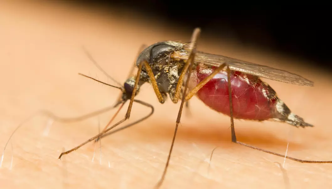 Hvorfor liker myggen noen bedre enn andre?