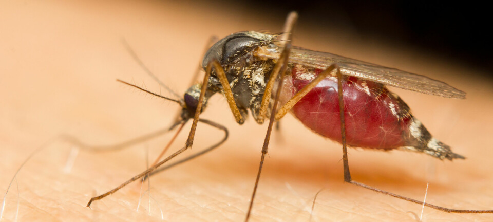 Det ser ut til at myggen foretrekker å suge blod fra noen mennesker i stedet for andre. Svaret på det mysteriet skal finnes i de duftene som hver av oss skiller ut.  (Illustrasjonsfoto: Microstock)
