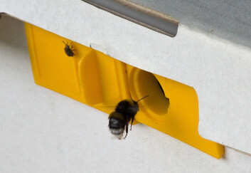 Jordhumlene er avlet opp på Jæren og fraktet til Vestfold. (Foto: Georg Mathisen) Jordhumlene er avlet opp på Jæren og fraktet til Vestfold. (Foto: Georg Mathisen)