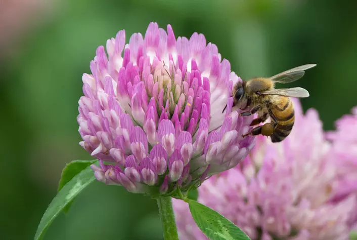 Flere humler og bier kan være løsningen for å få opp den altfor lave frøproduksjonen i norske kløverenger. Honningbiene (tambiene) som den på bildet er ikke like effektive som de langtungede humlene til å pollinere rødkløver, men bisamfunnene er så store at de også kan gjøre en betydelig jobb.  (Foto: Georg Mathisen)