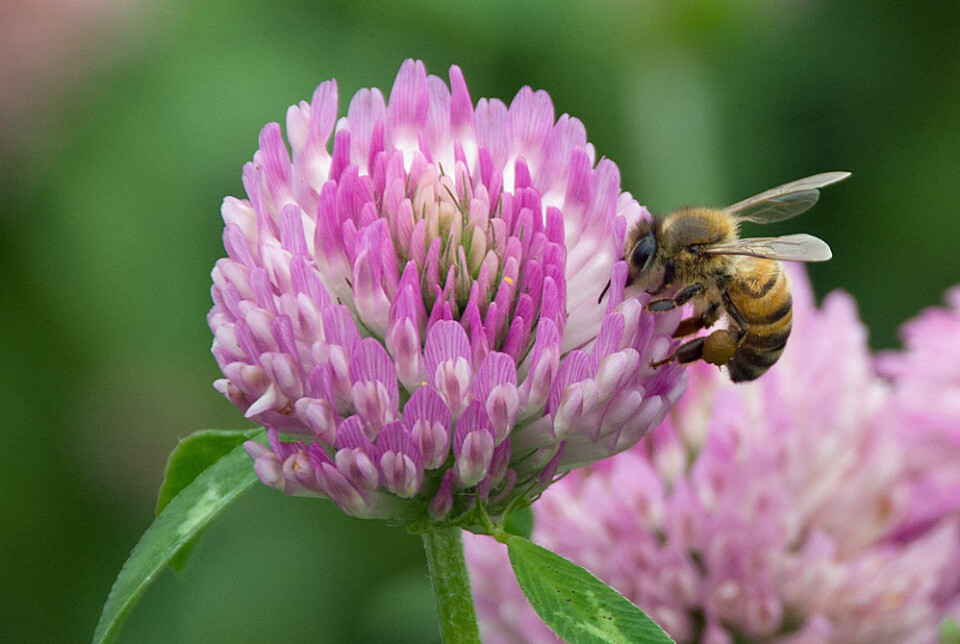 Flere humler og bier kan være løsningen for å få opp den altfor lave frøproduksjonen i norske kløverenger. Honningbiene (tambiene) som den på bildet er ikke like effektive som de langtungede humlene til å pollinere rødkløver, men bisamfunnene er så store at de også kan gjøre en betydelig jobb.  (Foto: Georg Mathisen)