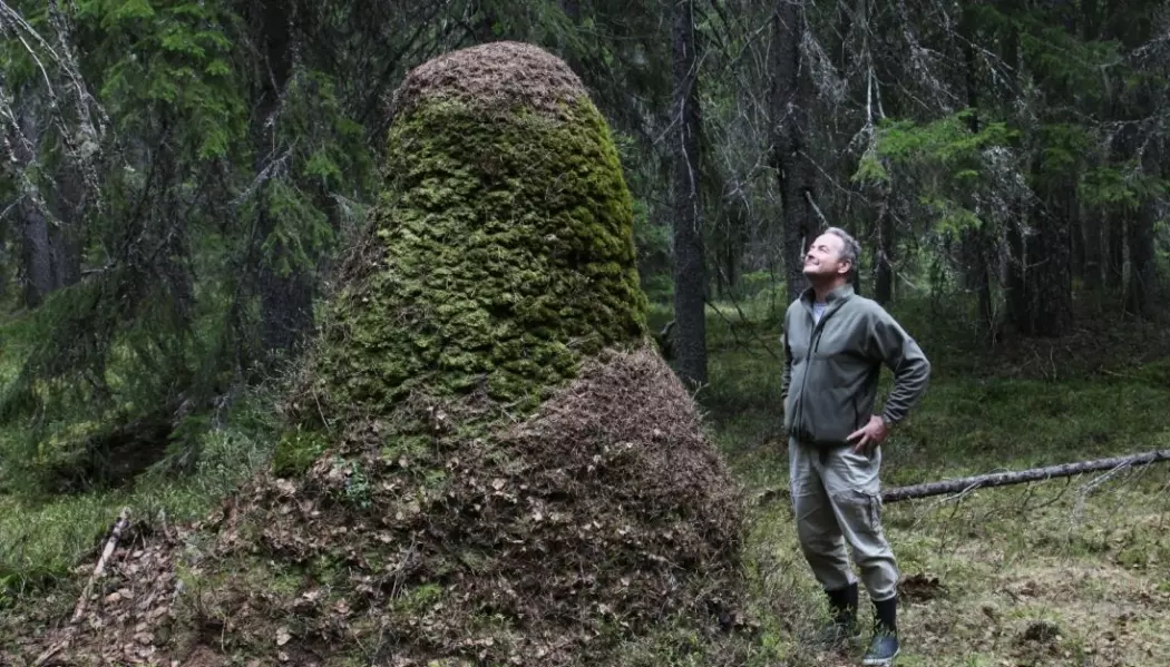 Torstein Kvamme viser frem Norges høyeste maurtue.