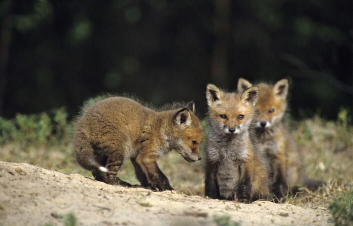 Reveunger som disse kan ha det tøft i sommer. (Foto: Lars Gejl, NTB scanpix) Reveunger som disse kan ha det tøft i sommer. (Foto: Lars Gejl, NTB scanpix)