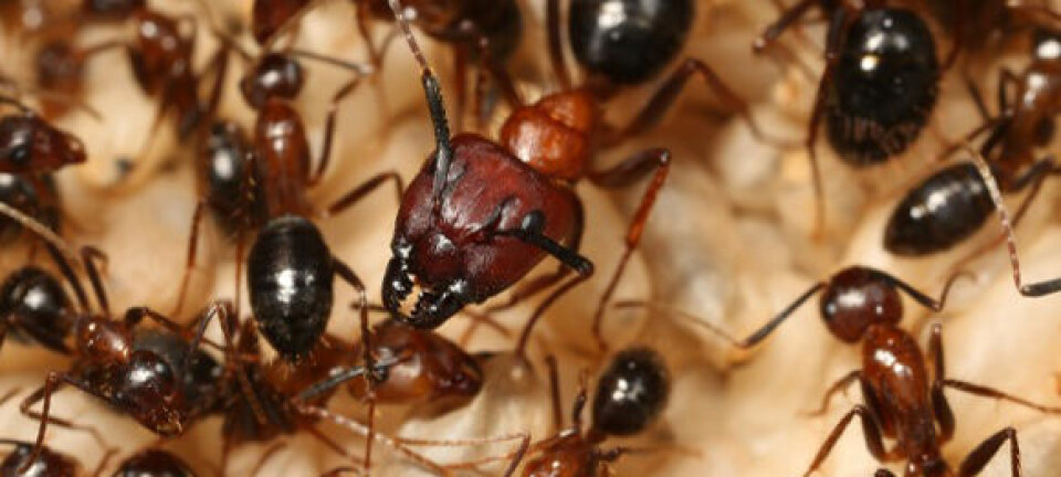 Ulike maur har forskjellige sammensetninger av duftstoffer i skallet, og andre maur kan lukte hvor de er vokst opp. Her er en dronning og hennes arbeidere. (Foto: Juergen Leibig)