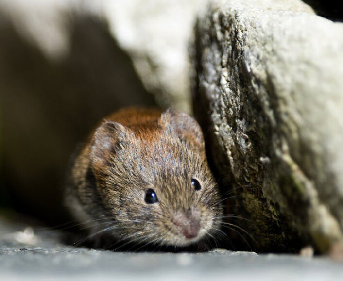 Får du mus innendørs på hytta eller i huset, er det mest sannsynlig klatremusa som er på besøk. (Foto: Bård Bredesen/Naturarkivet.no) Får du mus innendørs på hytta eller i huset, er det mest sannsynlig klatremusa som er på besøk. (Foto: Bård Bredesen/Naturarkivet.no)