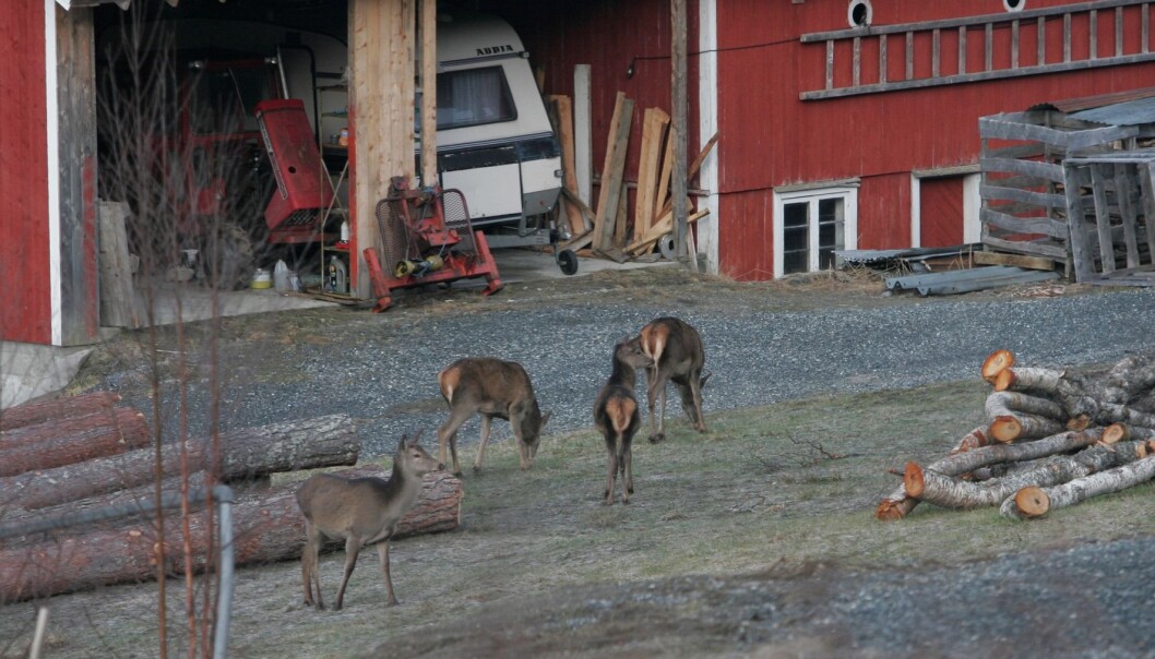 Hjort kan enkelte steder kan føre til konflikter og skader på skog og avlinger i jordbruket. (Foto: Anita Land, Nibio) Hjort kan enkelte steder kan føre til konflikter og skader på skog og avlinger i jordbruket. (Foto: Anita Land, Nibio)