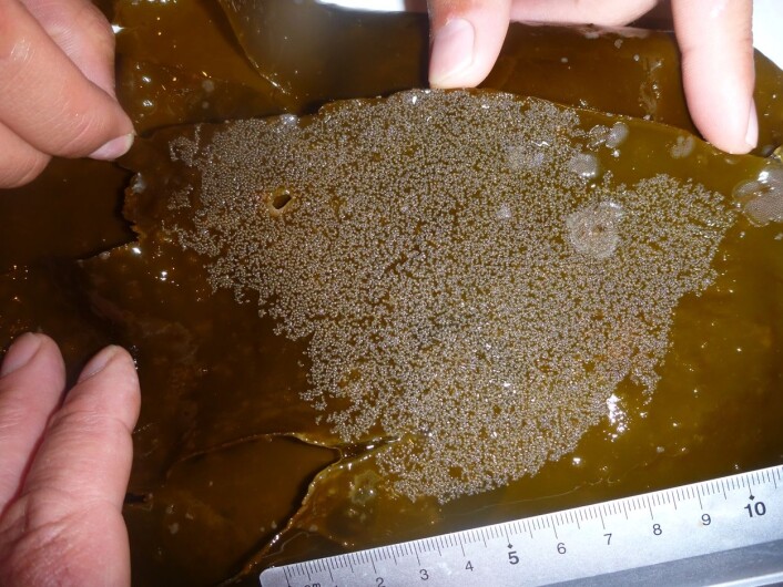 Om lag 13 000 tangkutling-egg i ett rede er flere enn dobbelt så mange som forskere noen gang før har registrert. (Foto: Trond Amundsen, NTNU) Om lag 13 000 tangkutling-egg i ett rede er flere enn dobbelt så mange som forskere noen gang før har registrert. (Foto: Trond Amundsen, NTNU)
