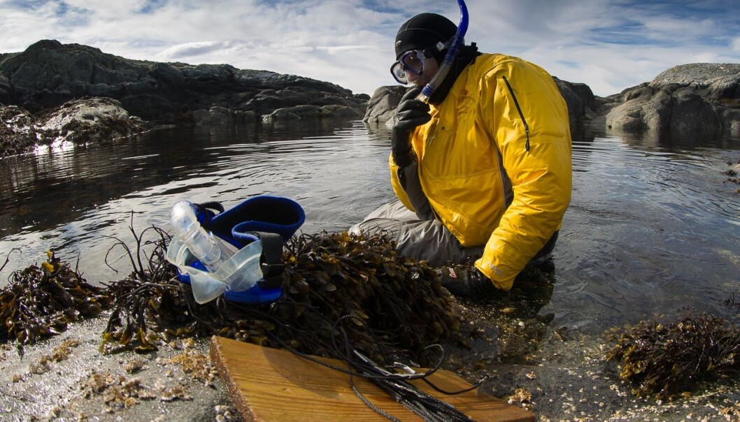 Professor Trond Amundsen kom over det rekordstore redet da han snorklet i tangen nordvest på Hitra. (Foto: Per Harald Olsen, NTNU) Professor Trond Amundsen kom over det rekordstore redet da han snorklet i tangen nordvest på Hitra. (Foto: Per Harald Olsen, NTNU)