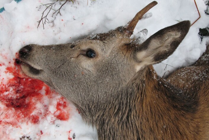 Hvert år fører påkjørsler av hjort, rådyr og elg til skade på personer og dyr. (Foto: Anita Land, Nibio) Hvert år fører påkjørsler av hjort, rådyr og elg til skade på personer og dyr. (Foto: Anita Land, Nibio)