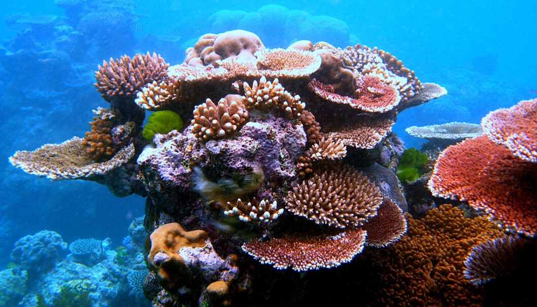 Dette er et bilde fra Great Barrier Reef, et av verdens store korallrev. Lydopptakene er ikke fra dette revet. <a href="http://commons.wikimedia.org/wiki/File:Coral_Outcrop_Flynn_Reef.jpg">Toby Hudson</a> Dette er et bilde fra Great Barrier Reef, et av verdens store korallrev. Lydopptakene er ikke fra dette revet. <a href="http://commons.wikimedia.org/wiki/File:Coral_Outcrop_Flynn_Reef.jpg">Toby Hudson</a>