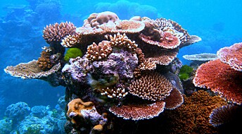 Hør lyden av et korallrev