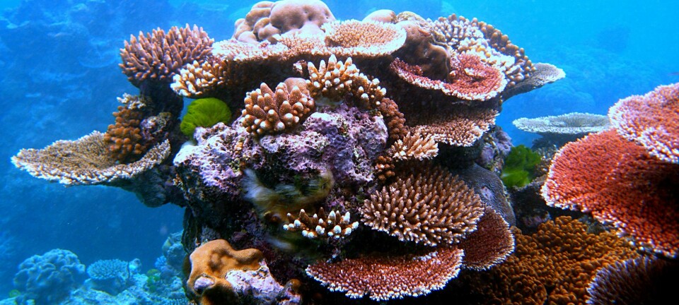 Dette er et bilde fra Great Barrier Reef, et av verdens store korallrev. Lydopptakene er ikke fra dette revet. Toby Hudson