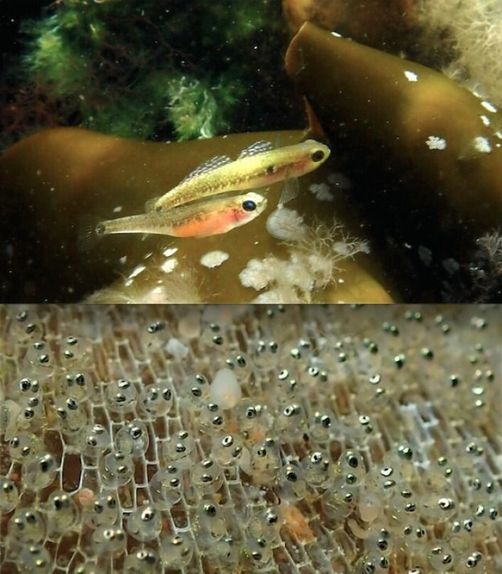 Øverste foto: Hunnfisken (nederst) forsøker å sjekke opp en uinteressert hannfisk. Han har redet sitt i tangfolden du ser rett over hodet på ham, og har mer enn nok med ungene han er i ferd med å bli far til. Nederste foto: Egg som er lagt av damene han tidligere har hatt seg med. (Foto: (Fotos: Trond Amundsen)) Øverste foto: Hunnfisken (nederst) forsøker å sjekke opp en uinteressert hannfisk. Han har redet sitt i tangfolden du ser rett over hodet på ham, og har mer enn nok med ungene han er i ferd med å bli far til. Nederste foto: Egg som er lagt av damene han tidligere har hatt seg med. (Foto: (Fotos: Trond Amundsen))