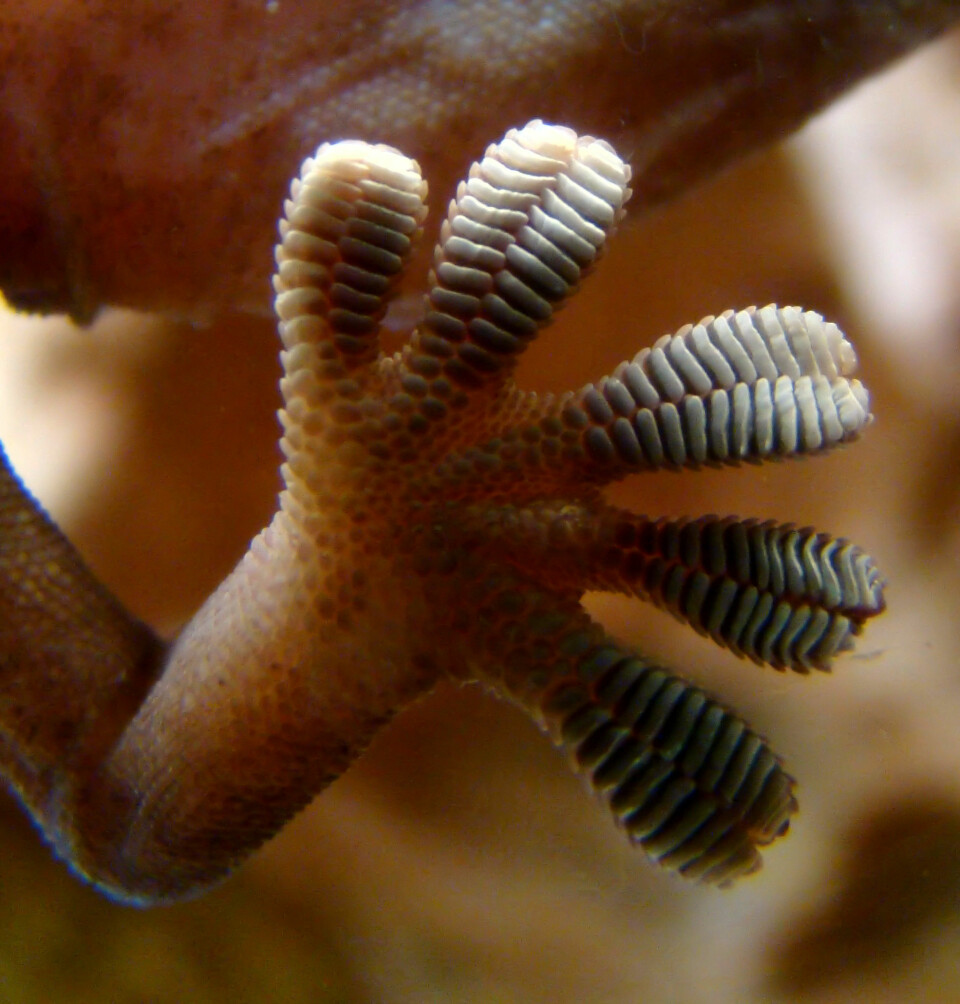 Nærbilde av en gekko-fot. Hårene er så små at du ikke kan se de på dette bildet. (Foto: Wikimedia Commons)