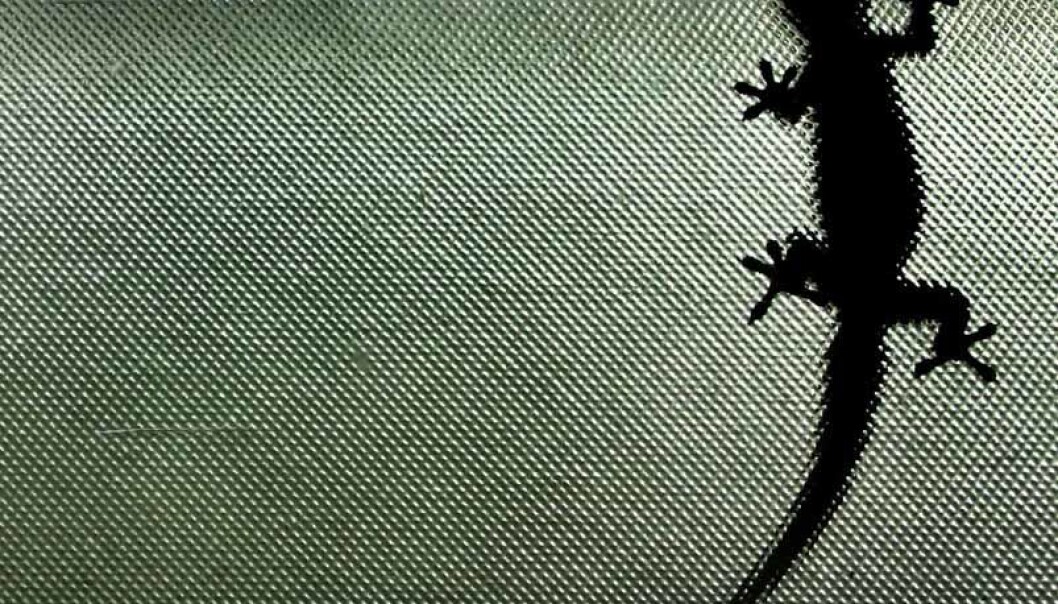 En gekko sitter på et vertikalt vindu. (Foto: Steve Evans/CC BY-SA 2.0) En gekko sitter på et vertikalt vindu. (Foto: Steve Evans/CC BY-SA 2.0)
