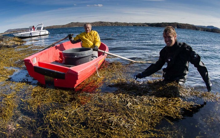 Forskerne Trond Amundsen og Sebastian Wacker på vei ut i tangen. (Foto: Per Harald Olsen, NTNU) Forskerne Trond Amundsen og Sebastian Wacker på vei ut i tangen. (Foto: Per Harald Olsen, NTNU)