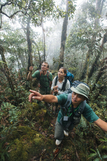 Botanikerne Merlijn Jocqué (Rutgers University, USA), Rachel Schwallier (Naturalis Biodiversity Center, Nederland) og Sukaibin Sumail (Sabah Parks, Malaysia) i tåkeskogen ved toppen av Mount Kinabalu i 2012. (Foto: Joris van Alphen) Botanikerne Merlijn Jocqué (Rutgers University, USA), Rachel Schwallier (Naturalis Biodiversity Center, Nederland) og Sukaibin Sumail (Sabah Parks, Malaysia) i tåkeskogen ved toppen av Mount Kinabalu i 2012. (Foto: Joris van Alphen)