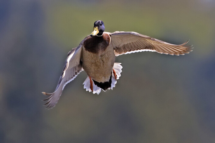 Flyr stokkanda sørover om vinteren eller blir den i Norge? Det spørsmålet får man ikke svar på i dype norske skoger uten mobildekning. (Foto: Alan D. Wilson, www.naturespicsonline.com / Wikimedia CC BY-SA 2.5) Flyr stokkanda sørover om vinteren eller blir den i Norge? Det spørsmålet får man ikke svar på i dype norske skoger uten mobildekning. (Foto: Alan D. Wilson, www.naturespicsonline.com / Wikimedia CC BY-SA 2.5)
