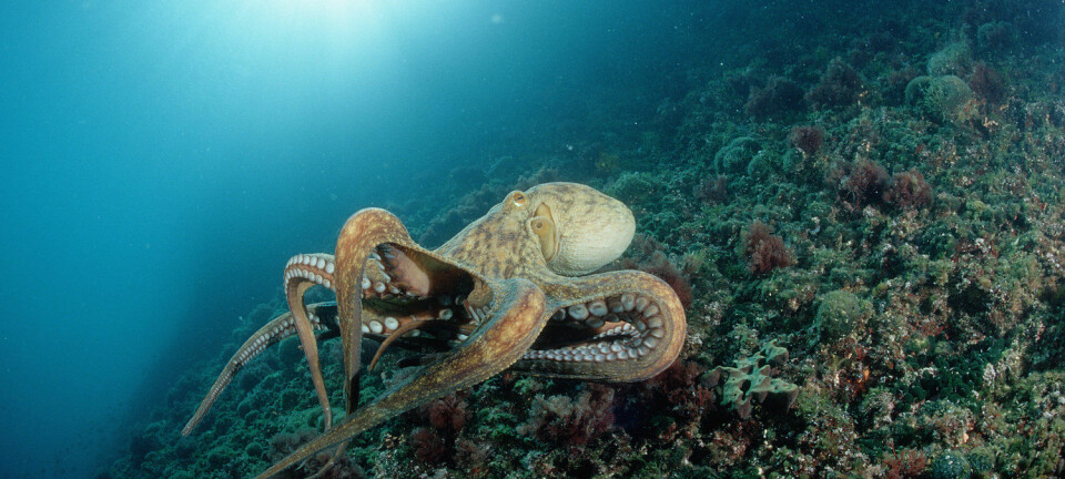 En åttearmet blekksprut på et korallrev. (Foto: Science Photo Library)
