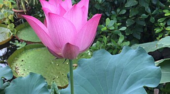 Lotusblomsten er ikke lenger nøkkerose
