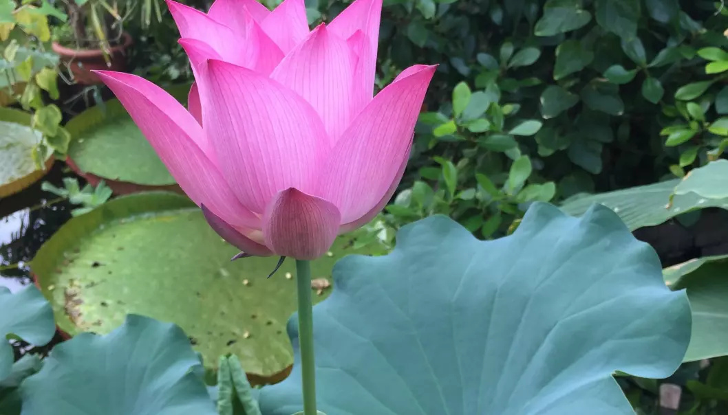 Lotusblomsten er ikke lenger nøkkerose