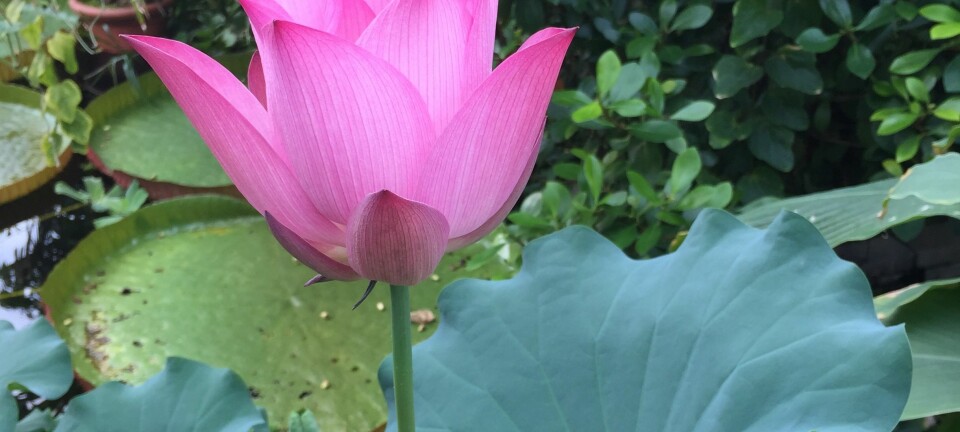 Hellig lotus i blomst i Botanisk hage i begynnelsen av august. (Foto: Naturhistorisk museum)