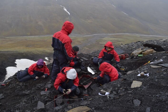 Vi raker Nedre Saurie. Det viser seg at å rake fjellsider er svært effektivt for å få knokler til å bokstavelig talt sprette frem. (Foto: Victoria Engelschøn Nash) Vi raker Nedre Saurie. Det viser seg at å rake fjellsider er svært effektivt for å få knokler til å bokstavelig talt sprette frem. (Foto: Victoria Engelschøn Nash)